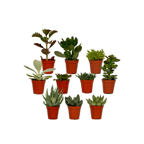 Succulent Mix – Gemakkelijke en Mooie Vetplanten