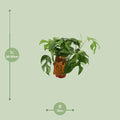 Monstera Minima - Kamerplant -tafelplant
