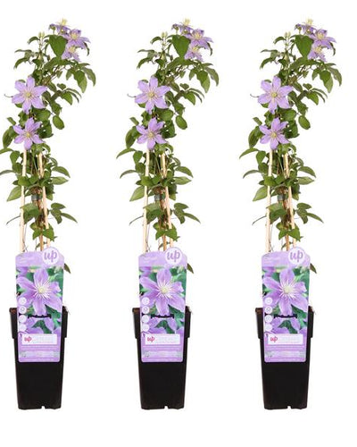 Clematis Justa Buitenplant | Klimplant - Planttoday