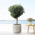 Bloempot Jumbo Charlie Beige Washed in XS-formaat van handgemaakt Fiberstone – Ø62 x H60 cm