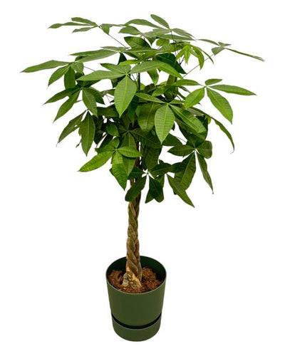 Pachira Aquatica Geldboom 160cm in Elho Greenville Round bloempot groen – kamerplant met glanzende groene bladeren en gevlochten stam