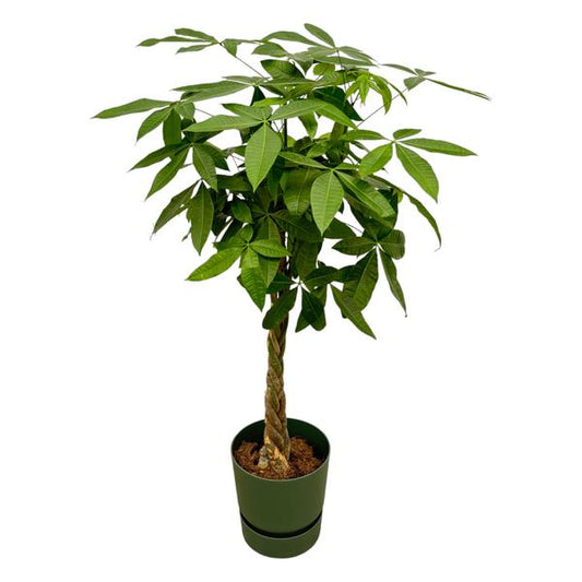 Pachira Aquatica Geldboom 160cm in Elho Greenville Round bloempot groen – kamerplant met glanzende groene bladeren en gevlochten stam