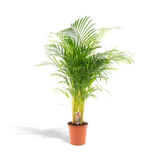 Areca Palm (Dypsis lutescens) in pot, weelderige groene bladeren, tropische kamerplant die luchtzuiverend werkt, geschikt voor binnen en niet giftig voor huisdieren