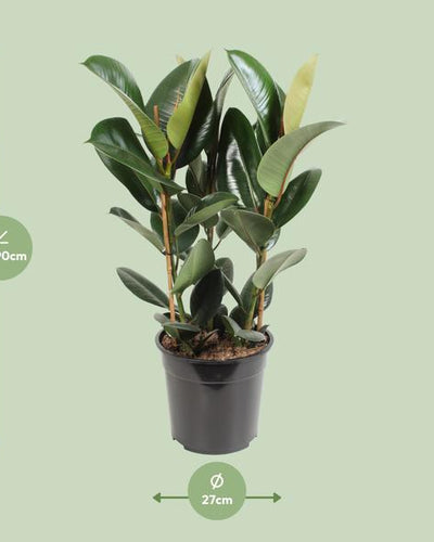 Ficus elastica 'Robusta' Kamerplant | Rubberplant - Planttoday