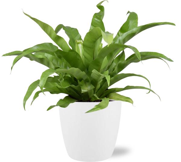 Asplenium antiquum Kamerplant | Japanse Nestvaren - Planttoday