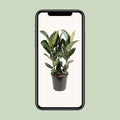 Ficus elastica 'Robusta' Kamerplant | Rubberplant - Planttoday
