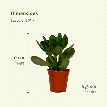 Succulenten Mix - Vetplant - 9 stuks - Ø8,5cm - ↕10 cm