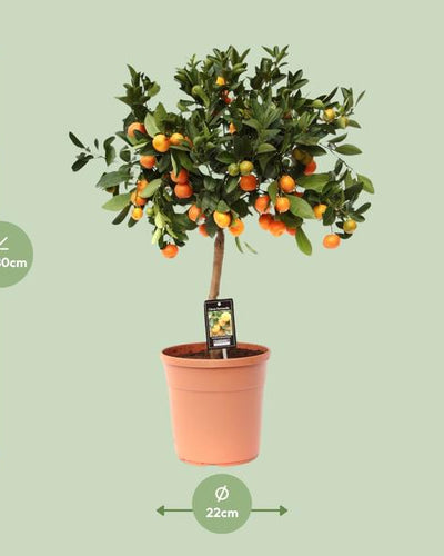 Citrus Calamondin Buitenplant | Sinaasappelboompje