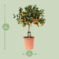 Citrus Calamondin Buitenplant | Sinaasappelboompje