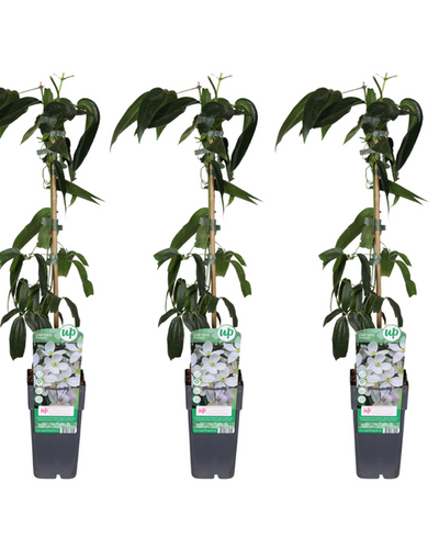 Clematis armandii Buitenplant | Bosrank - Planttoday