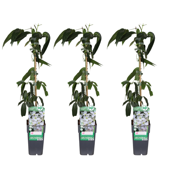 Clematis armandii Buitenplant | Bosrank - Planttoday