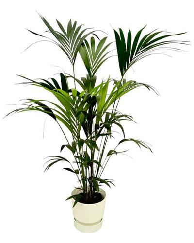 Kentia Palm | met Elho pot Greenville Round Wit