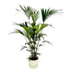 Howea forsteriana | Kentia Palm | Kamerplant incl. Witte Pot