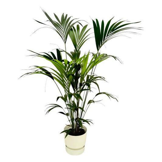 Kentia Palm | met Elho pot Greenville Round Wit