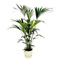 Kentia Palm | met Elho pot Greenville Round Wit