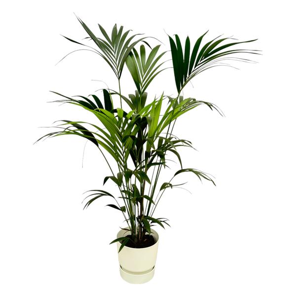 Kentia Palm | met Elho pot Greenville Round Wit