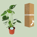Monstera Deliciosa (Gatenplant / Swiss Cheese Plant) in pot Ø17cm – glanzende bladeren met karakteristieke gaten, hoogte ±60cm, ideale tropische kamerplant voor halfschaduw.