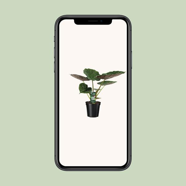 Alocasia Wentii - Olifantsoor