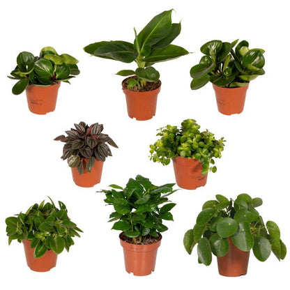 Groei Geluk Cadeaubox - Ø12cm - ↕25cm - x8