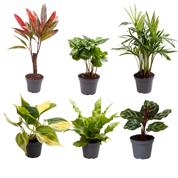 Groei Geluk Cadeaubox- Ø6cm - ↕12cm - x6