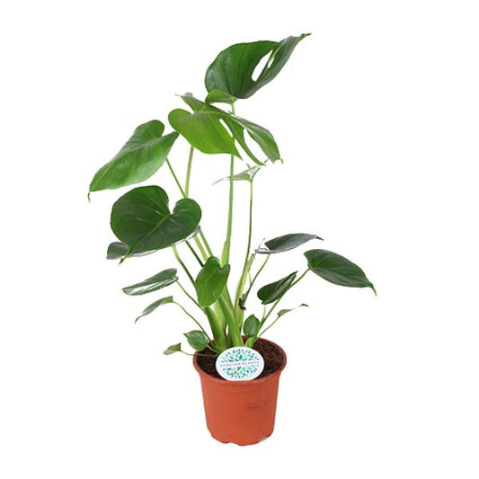 Monstera Deliciosa (Gatenplant / Swiss Cheese Plant) in pot Ø17cm – glanzende bladeren met karakteristieke gaten, hoogte ±60cm, ideale tropische kamerplant voor halfschaduw.