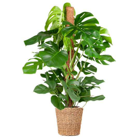 Monstera Deliciosa XL kamerplant (120 cm) in Torun mand – potmaat Ø24, grote tropische plant voor woonkamer of kantoor