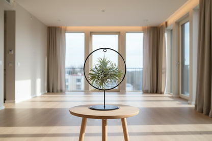 Tillandsia luchtplant met zilvergroene bladeren in decoratieve ring

Research