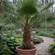 Trachycarpus Fortunei – Exotic Hardy Palm for Garden or Balcony