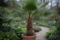 Trachycarpus Fortunei | Exotische Winterharde Palm voor Tuin of Balkon - Planttoday