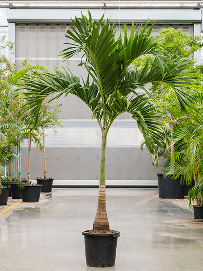 Veitchia Merrillii (Adonidia) Palmboom - 250 cm - ø50