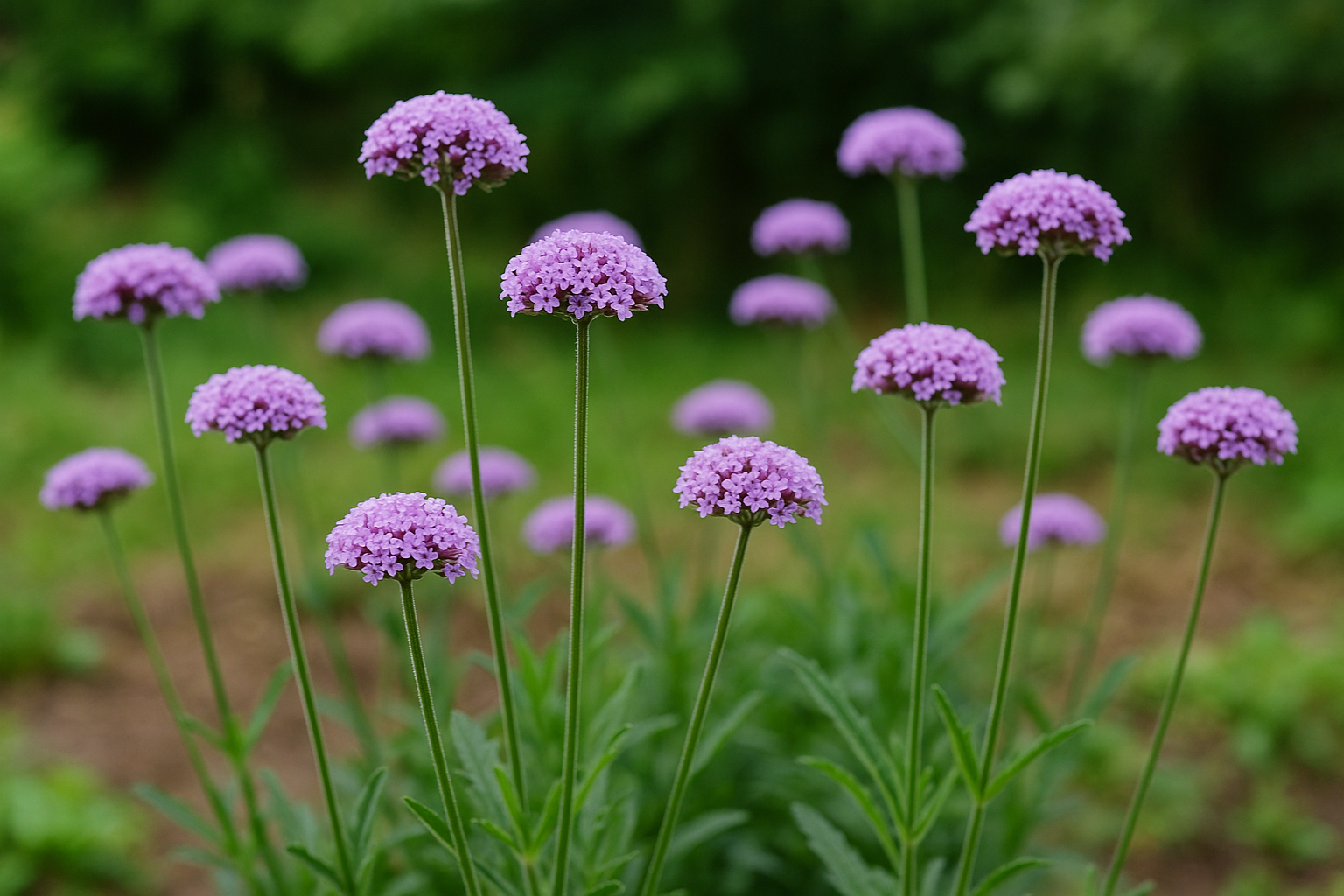 Verbena bonariensis 'Lollipop