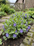 Vinca minor ‘Argenteovariegata’ | Buitenplant | Bonte Maagdenpalm