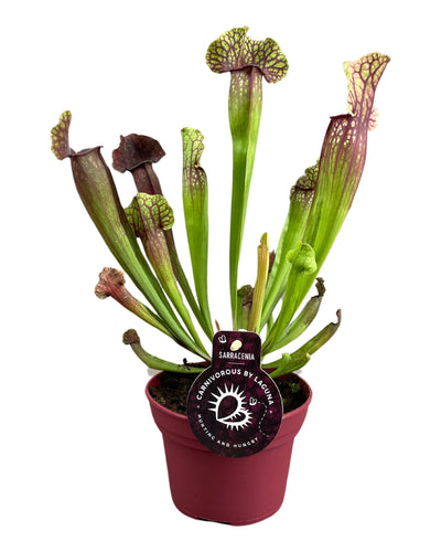 2 x Sarracenia Judith Hindle | Vleesetende Plant