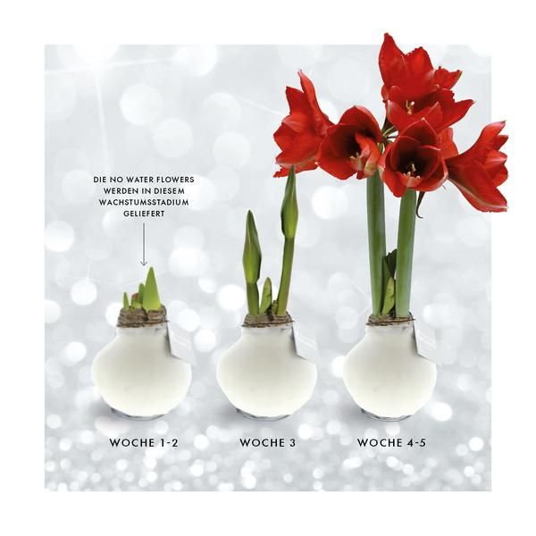 3 x No Water Flowers Waxz Marble | Indoor Flower | wax amaryllis