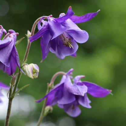 Aquilegia vulgaris | Wilde. Akelei | Tuin plant